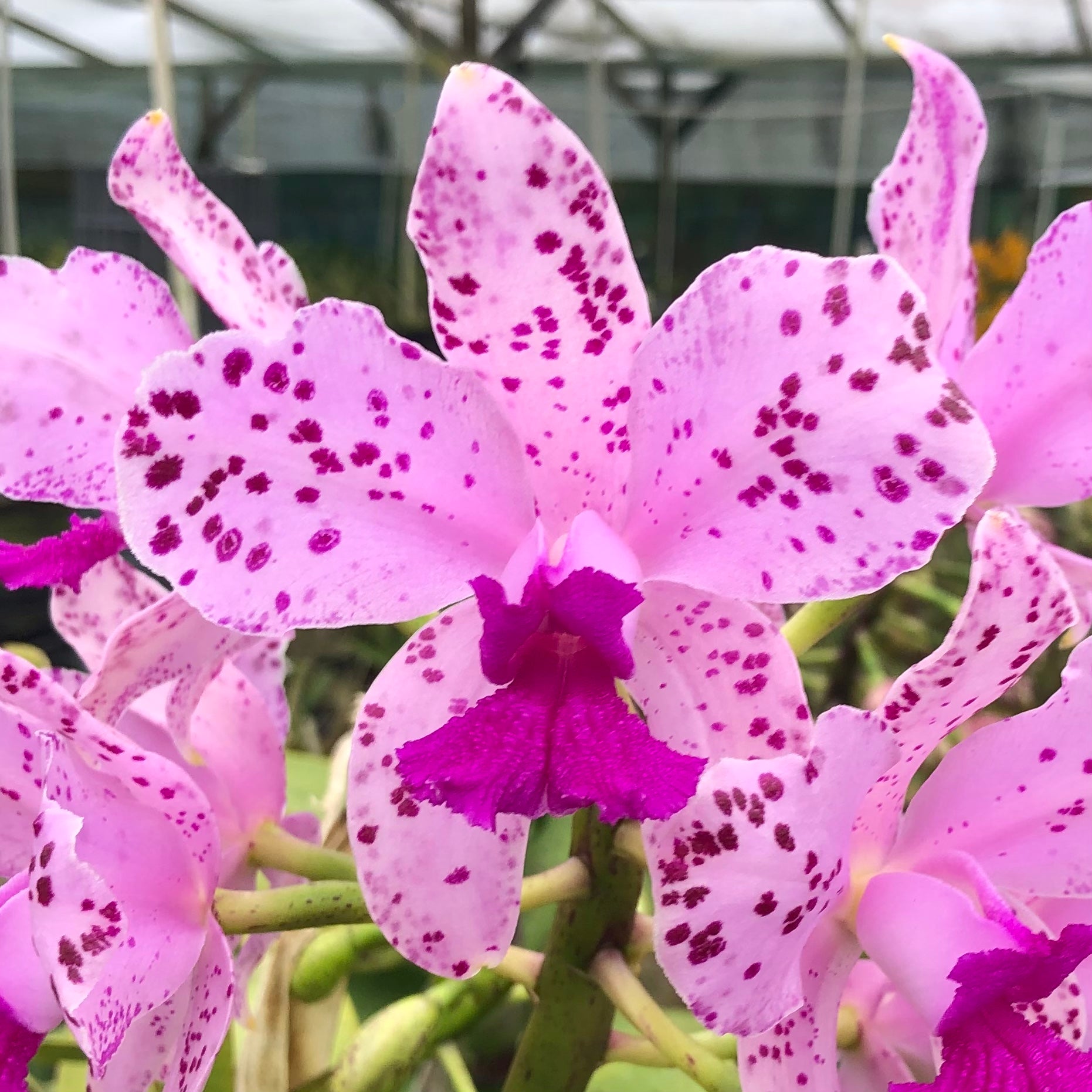 C. amethystoglossa 'Camino Real' x H&R Supreme AM/AOS – Kaleialoha
