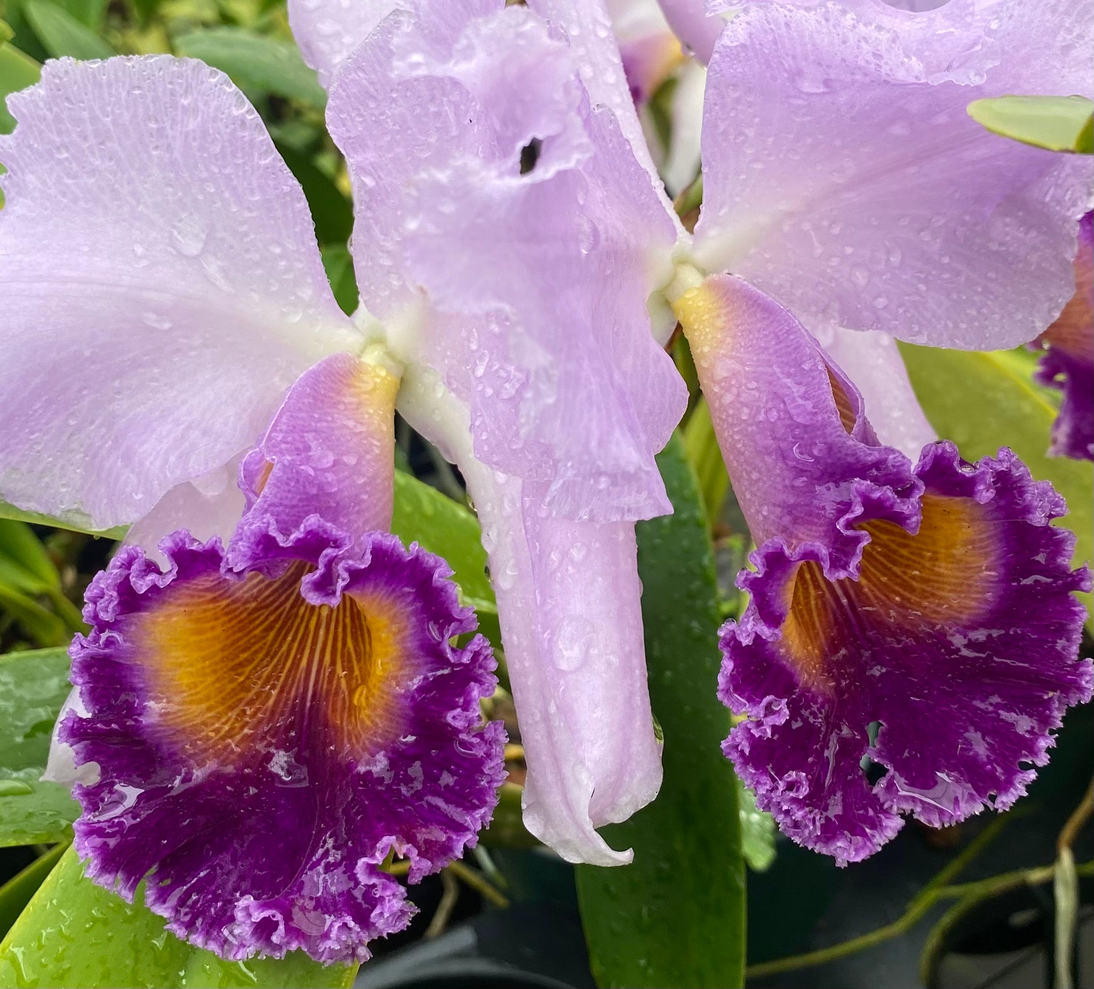 Cattleya Dinard 'Blue Heaven' – Kaleialoha Orchid Farm Inc.