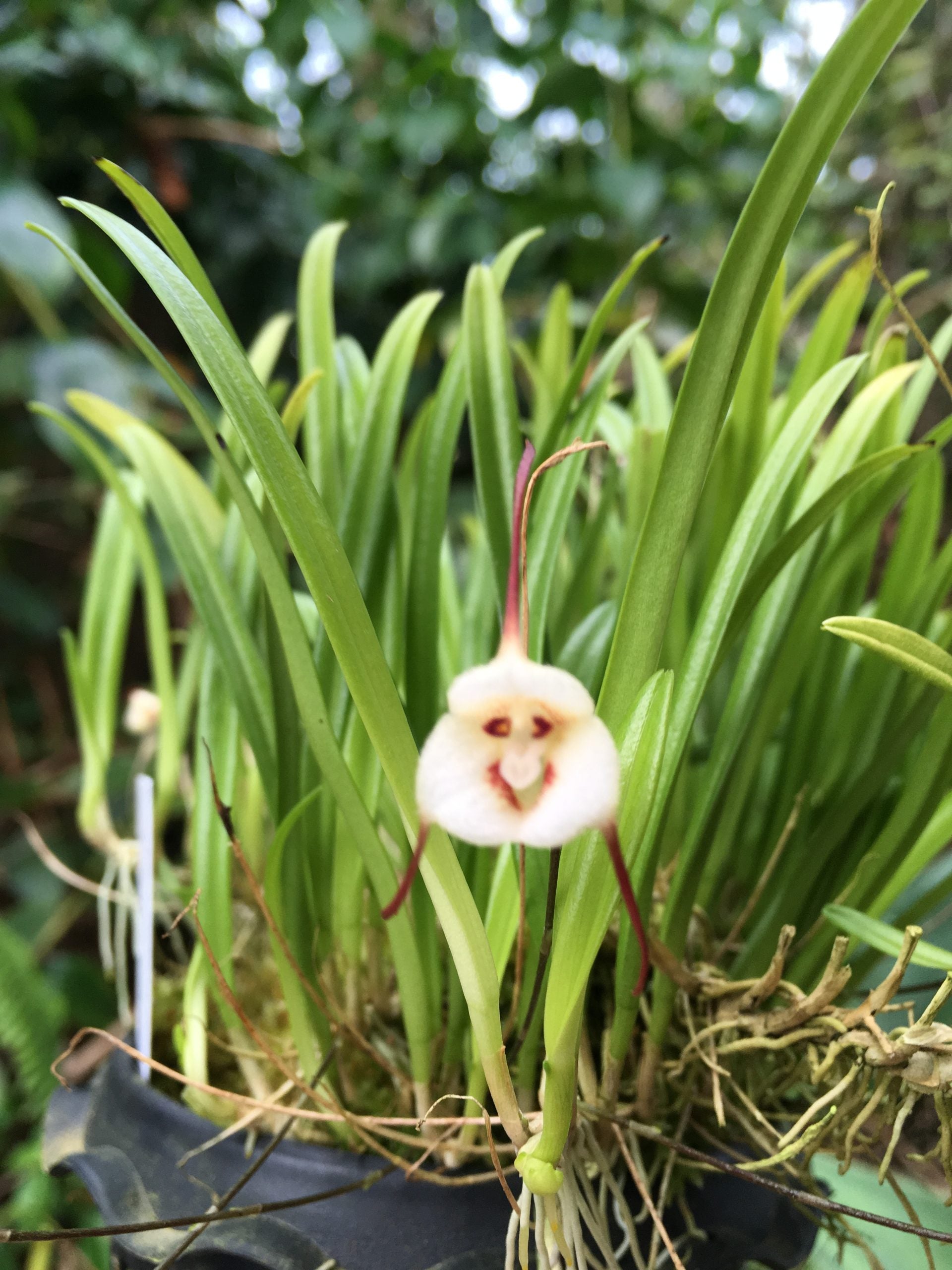 Dracula lotax 'Dean's One' AM/AOS – Kaleialoha Orchid Farm Inc.