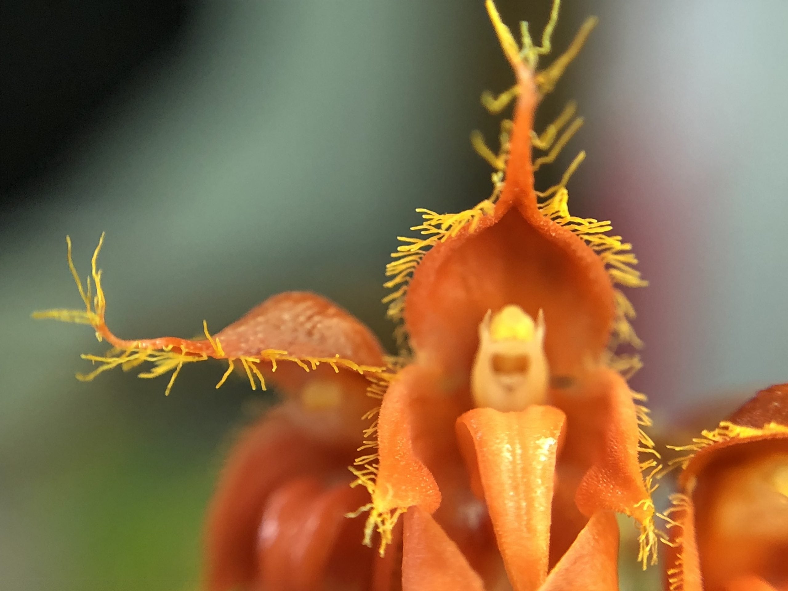 Bulbophyllum