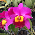 Rlc Dick Smith ‘Dark Beauty’ image 0