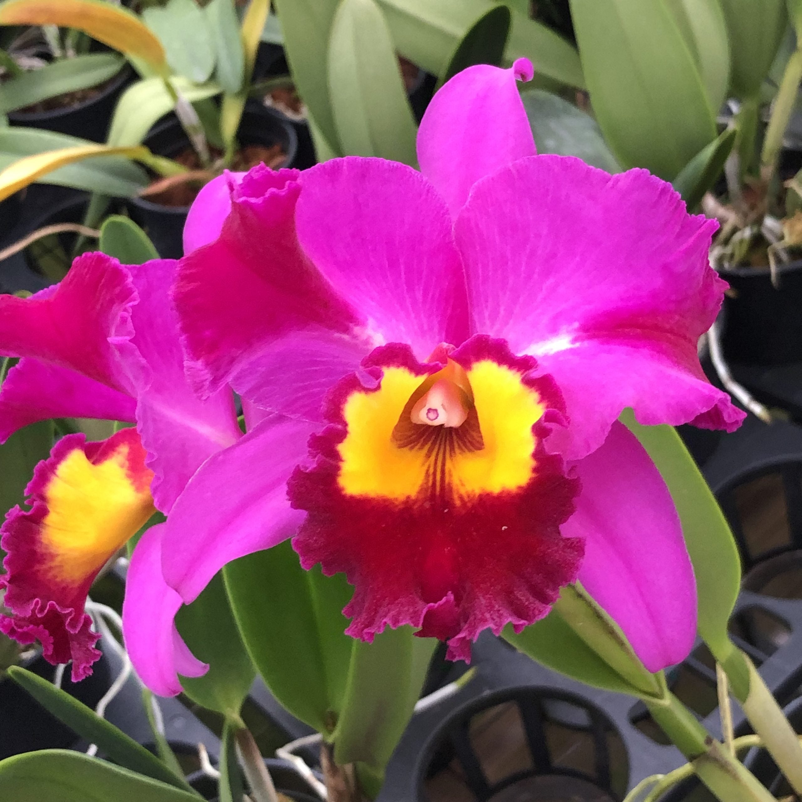 Rlc Dick Smith ‘Dark Beauty’ image 0