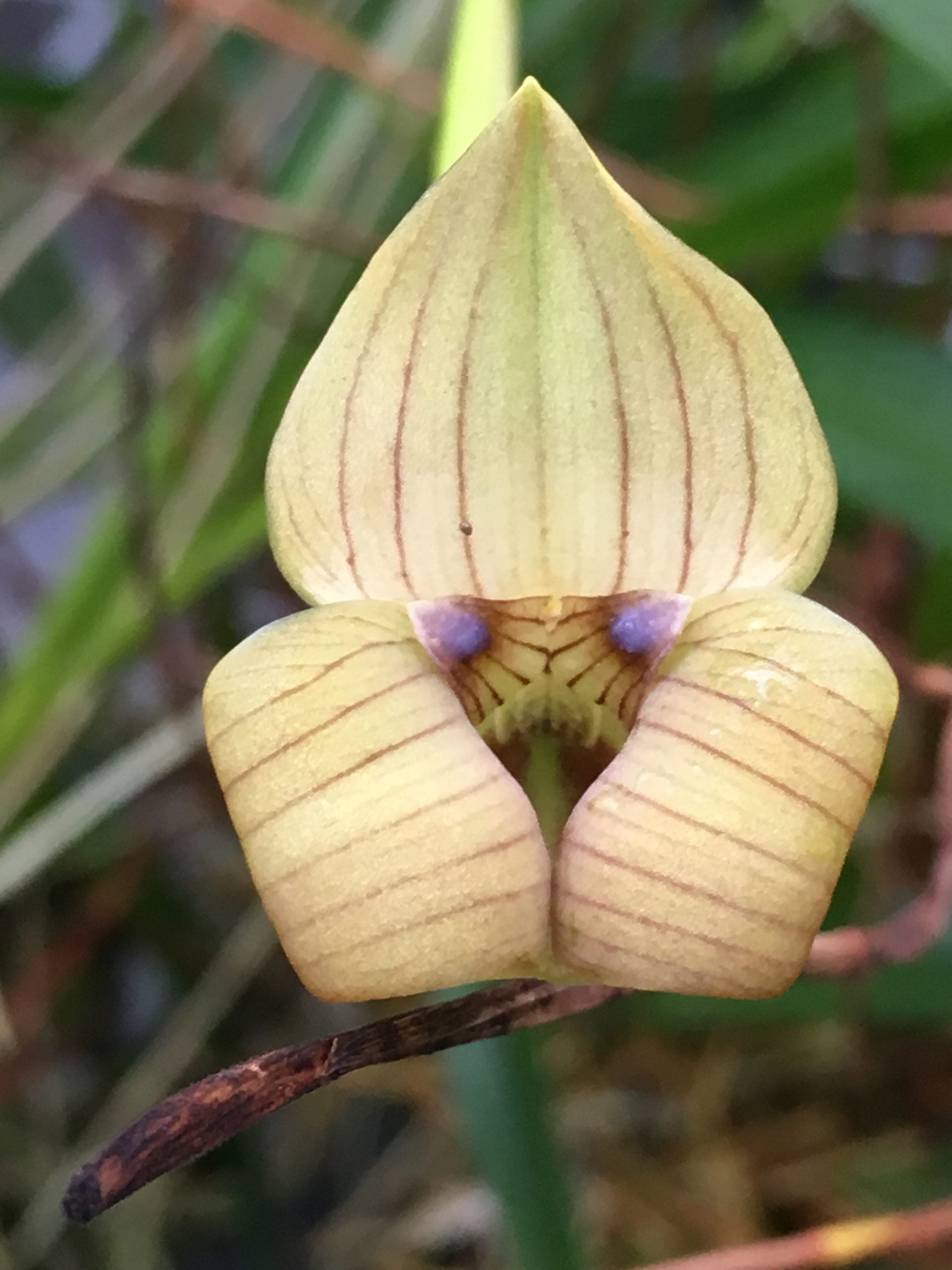 Trigonidium egertonianum image 0