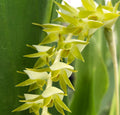 Dendrochilum magnum image 0