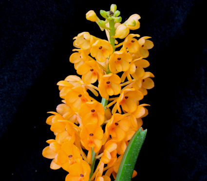 Vanda garayi aka Ascocentrum image 0