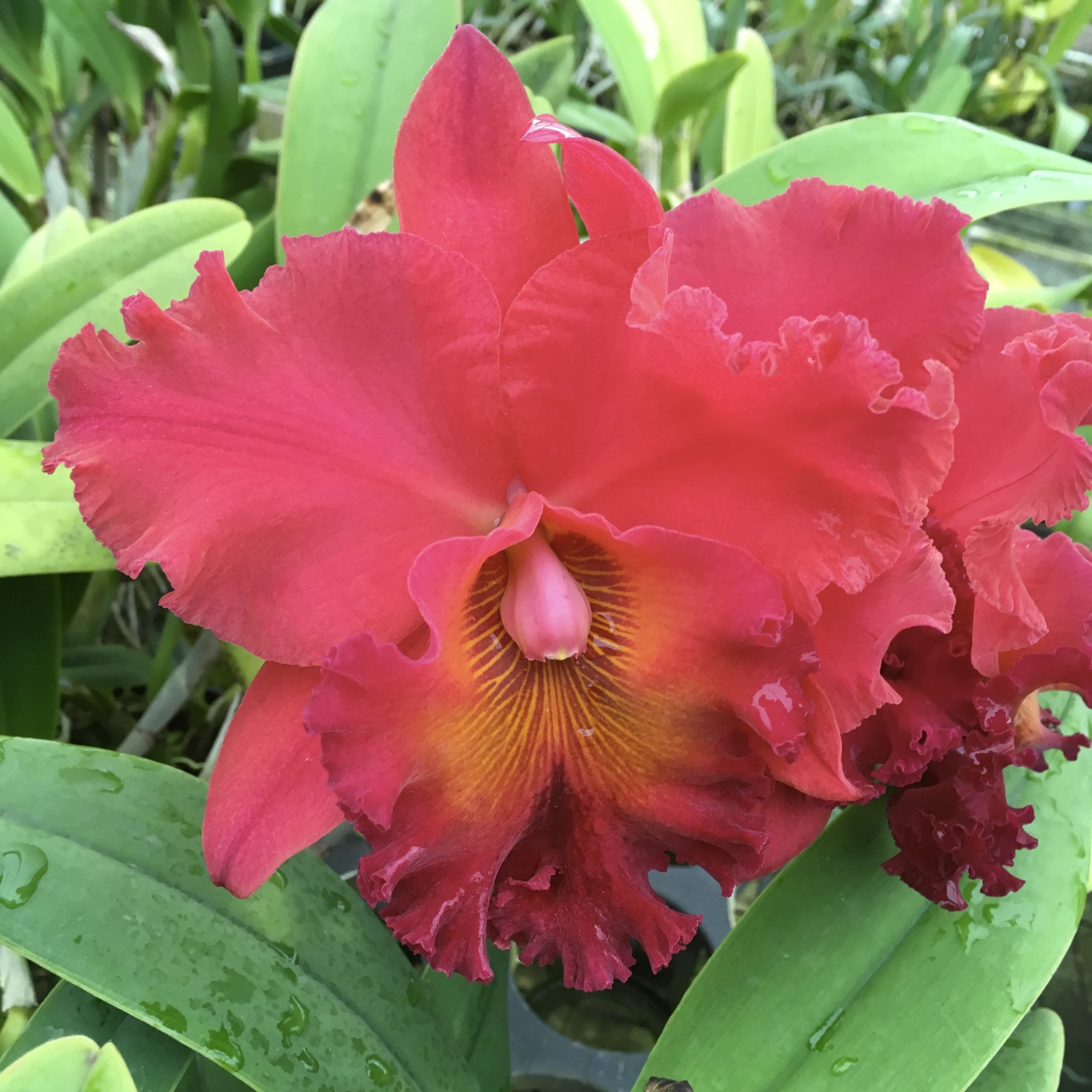Rlc Taeko Tamaki 'Volcano Red' – Kaleialoha Orchid Farm Inc.