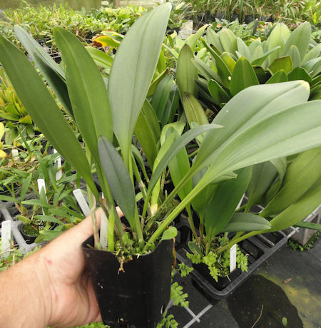 Bulb. odoratum x sib image 2