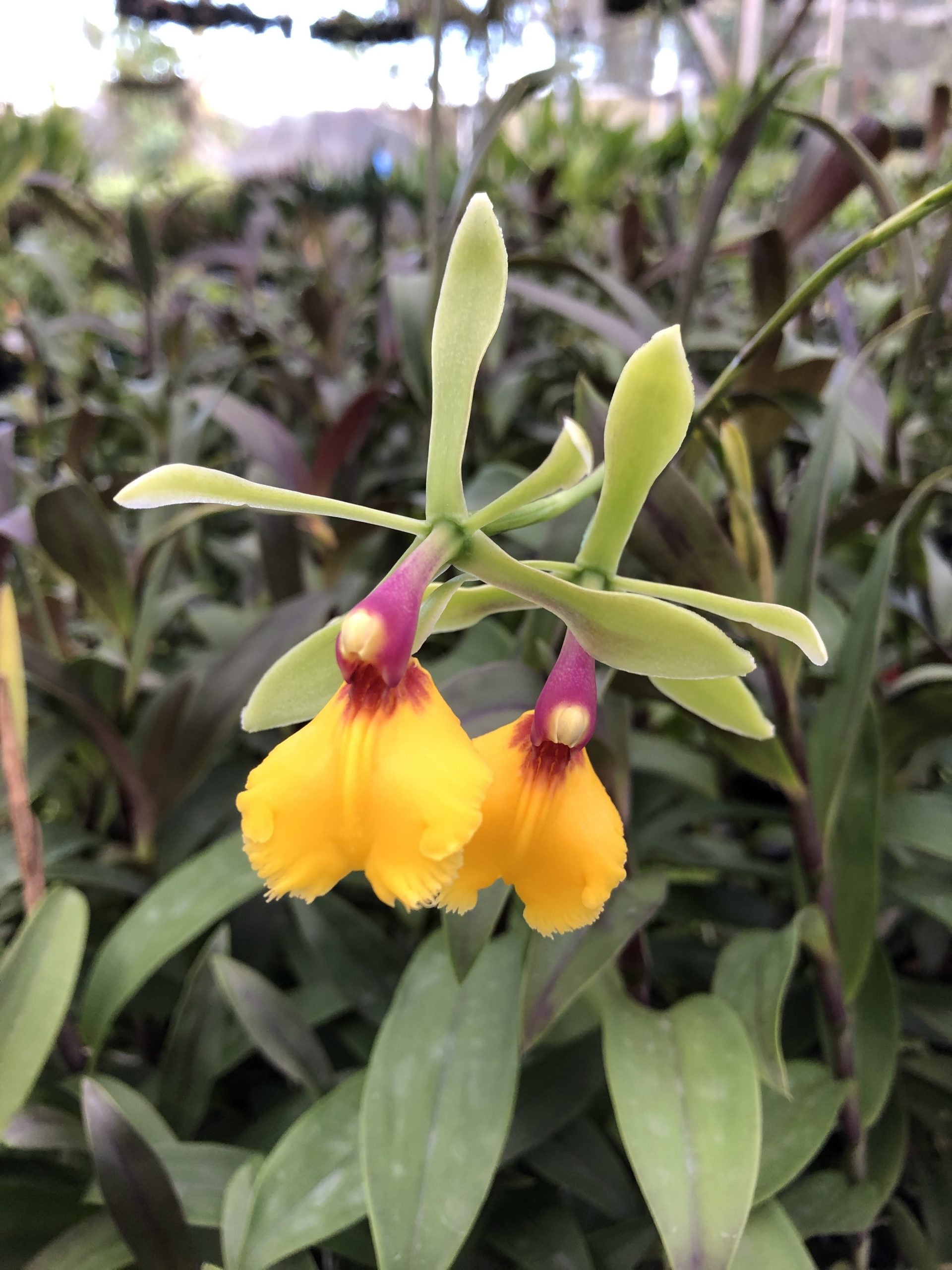 Eplc. Rene Marques image 0