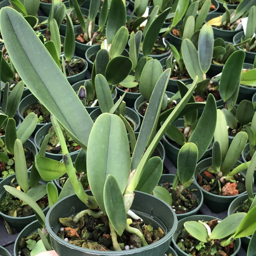 Rlc Toshi Aoki 'Pizzaz' AM/AOS image 1