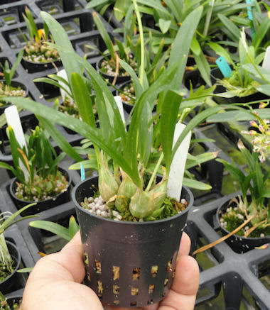 Acriopsis liliifolia syn. javonica image 0