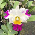 Rlc David Matsuura ‘Paradise’ image 0