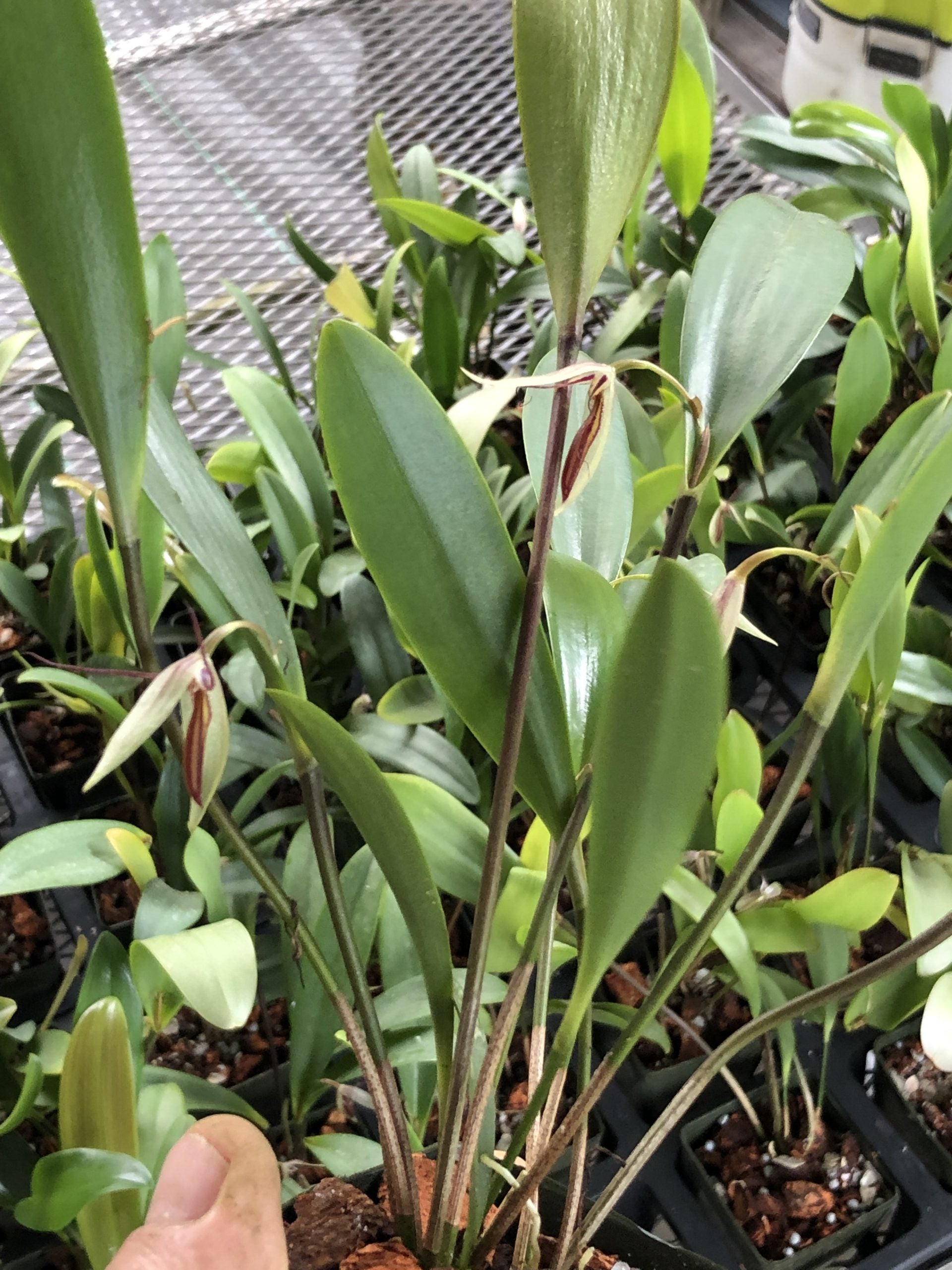 Lindleyalis hemirhoda image 1