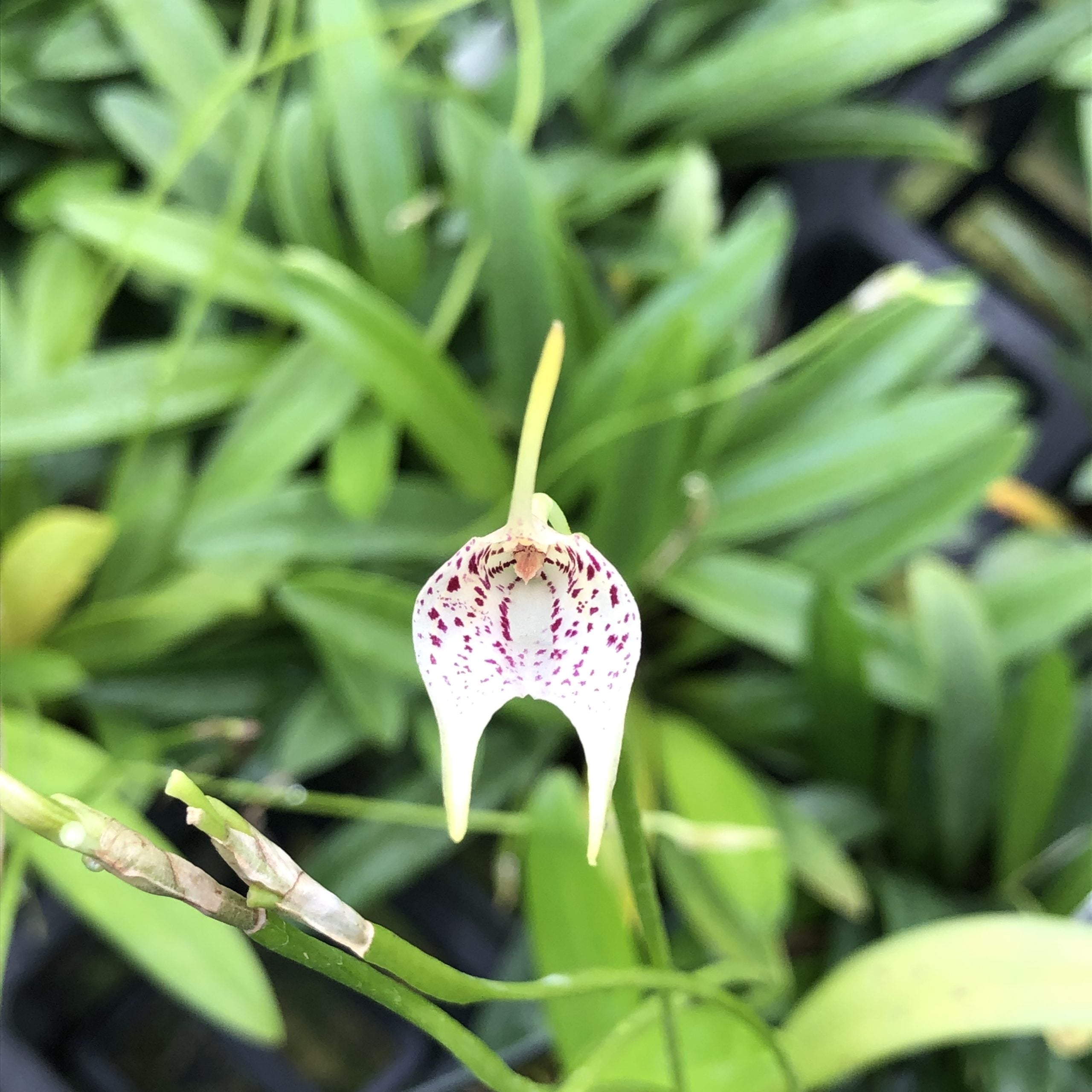 Masdevallia guttulata image 0