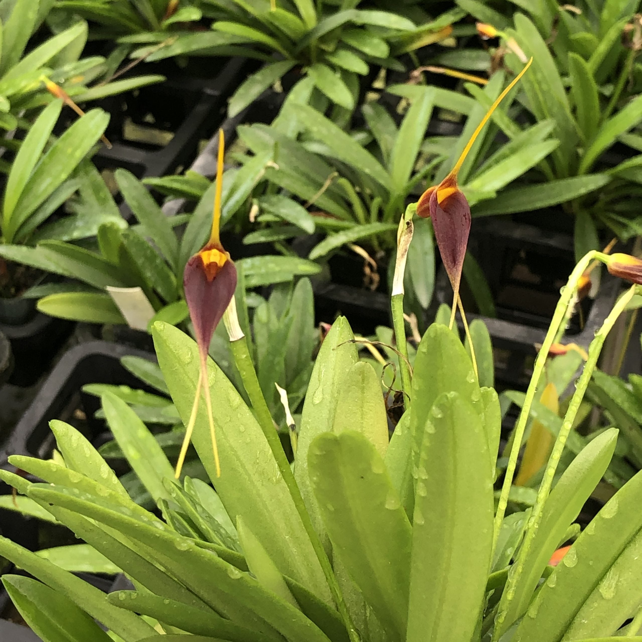 Masdevallia rechingeriana image 0
