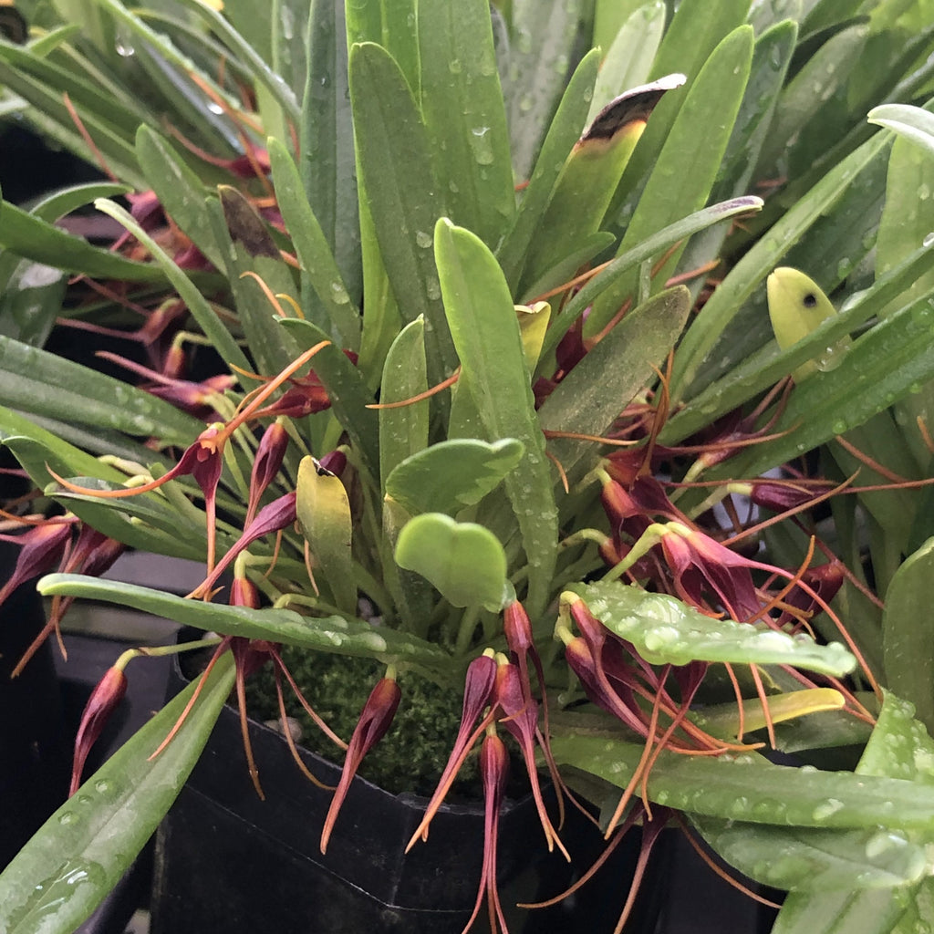 Masdevallia herradurae image 1