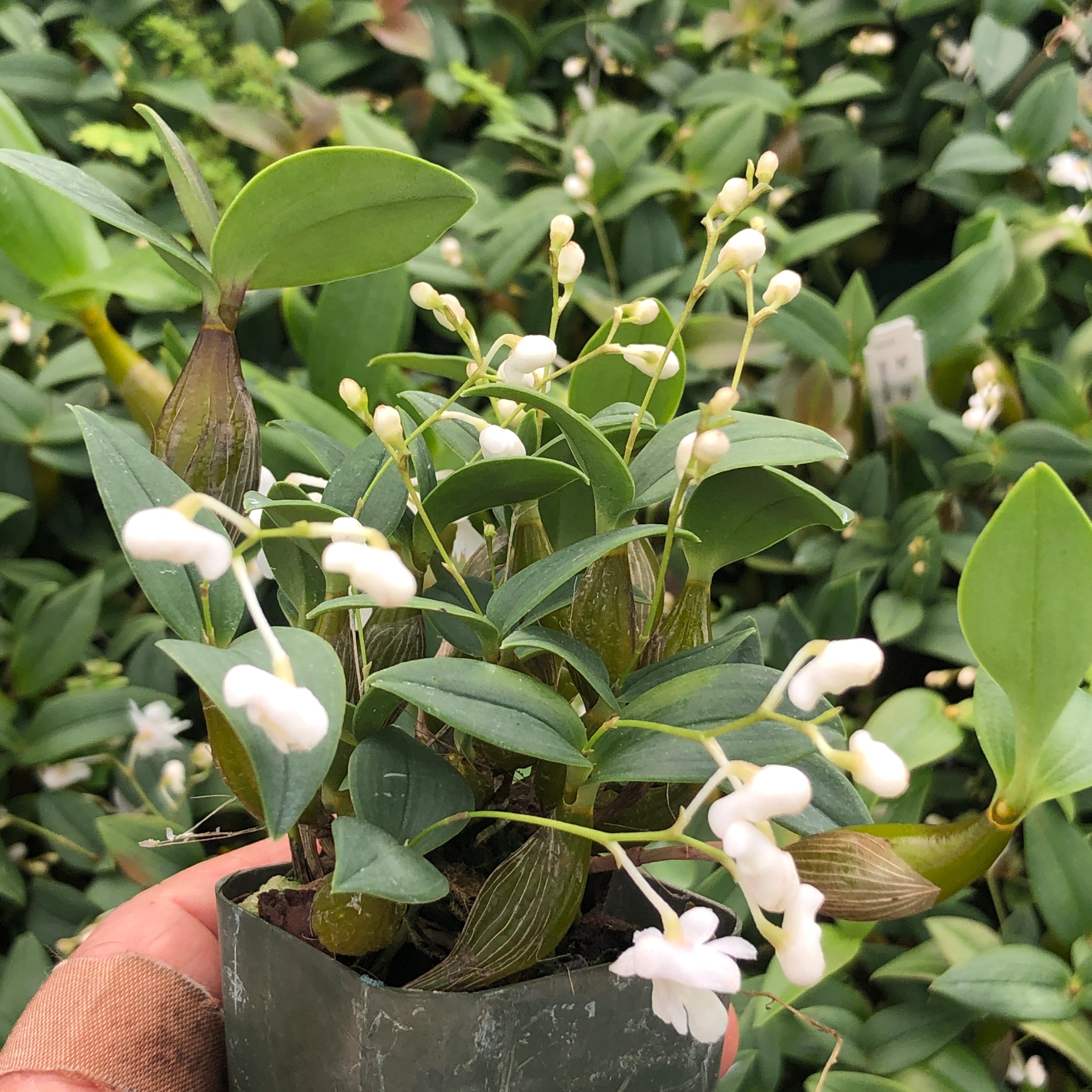 Dendrobium abberans