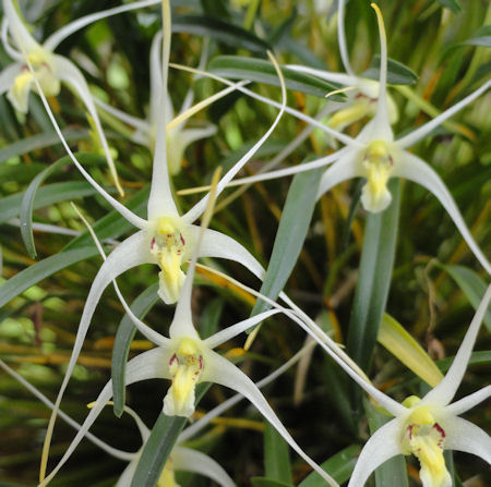 Diplocaulobium tentaculatum image 0