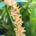 Dendrochilum bicallosum image 0