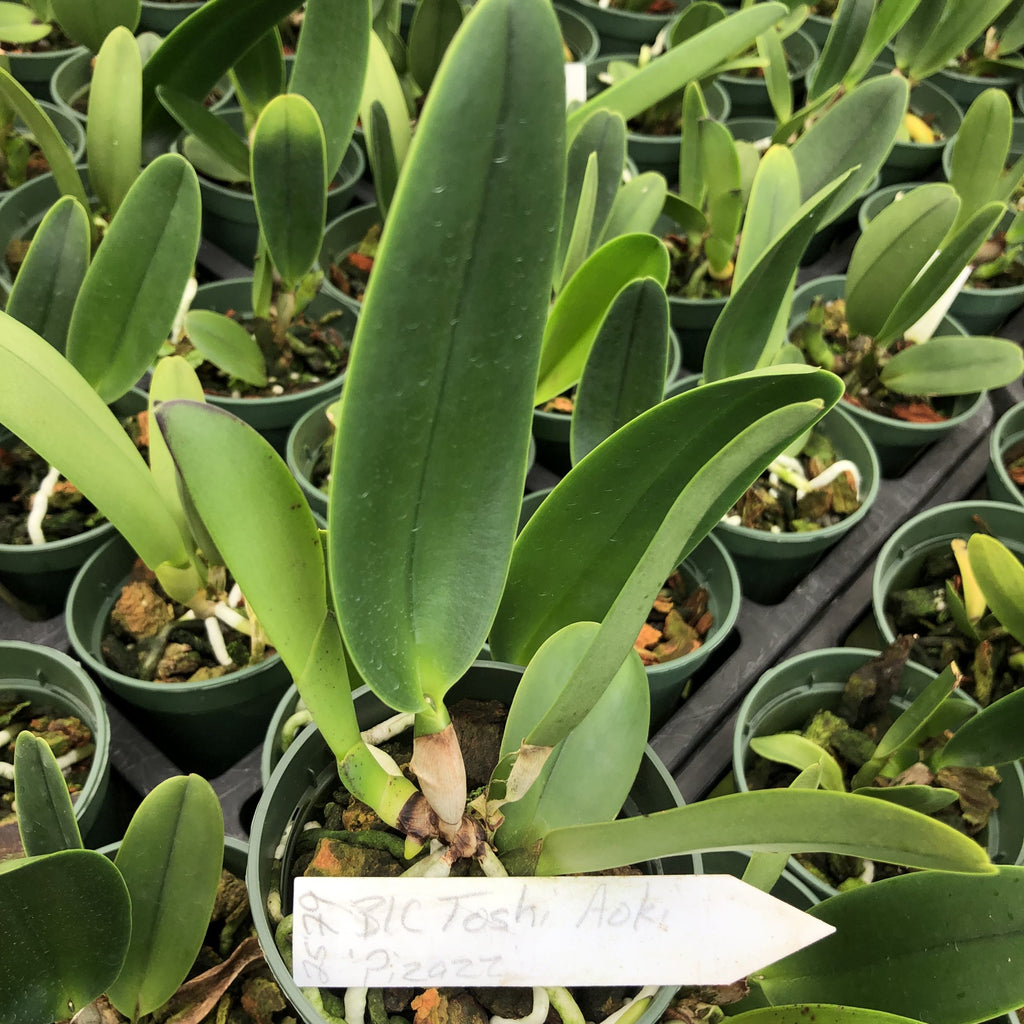 Rlc Toshi Aoki 'Pizzaz' AM/AOS image 2