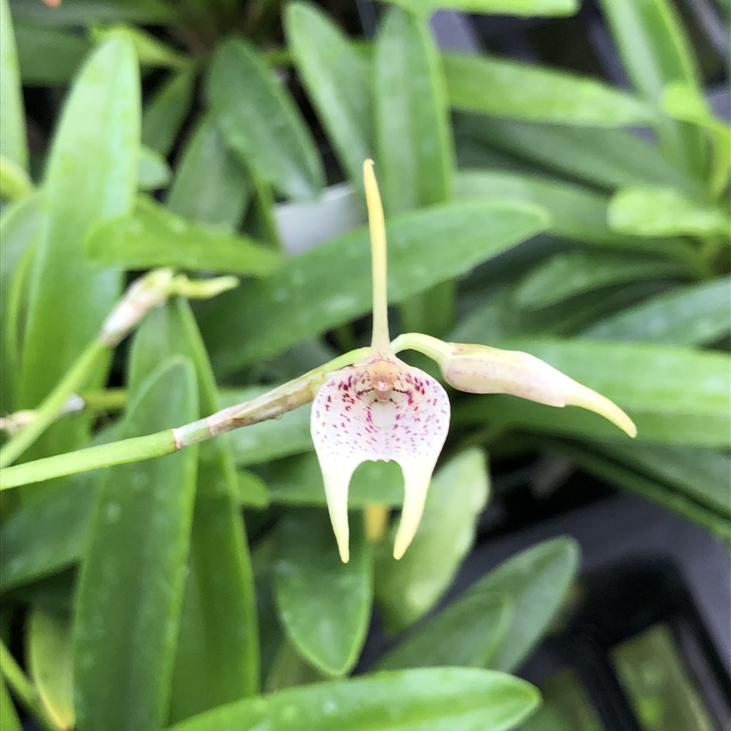 Masdevallia guttulata image 1