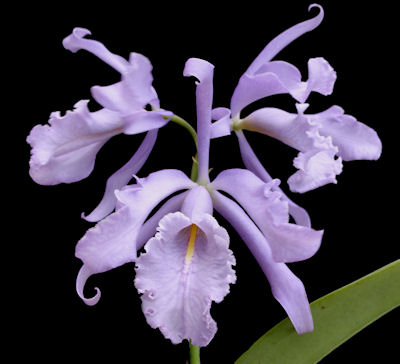 Cattleya maxima var coerulea 'Alexandria' x self image 0