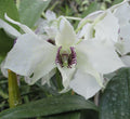 Dendrobium Royal Wings image 0