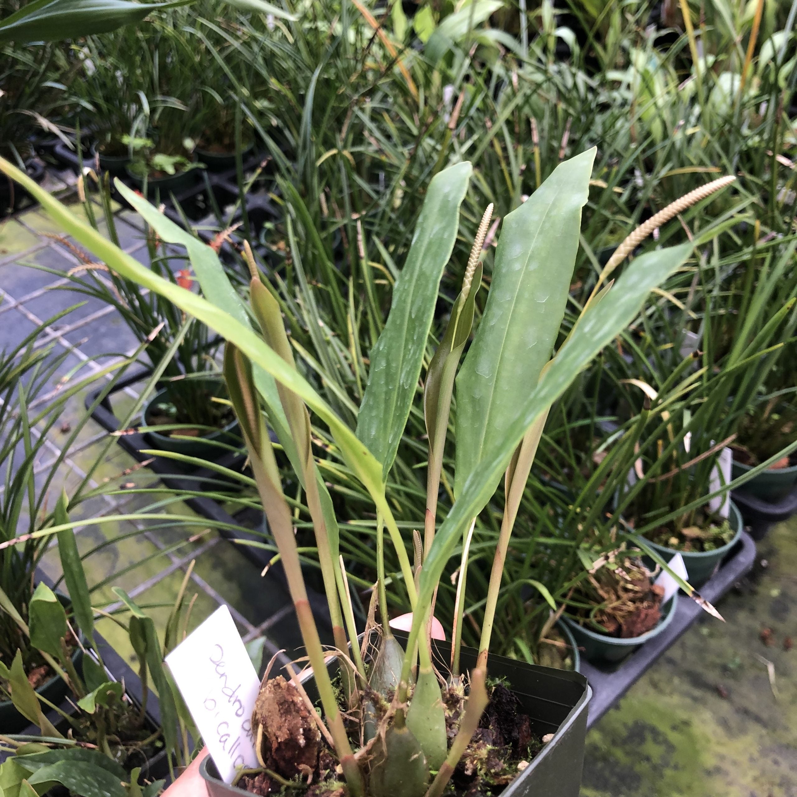 Dendrochilum bicallosum image 1