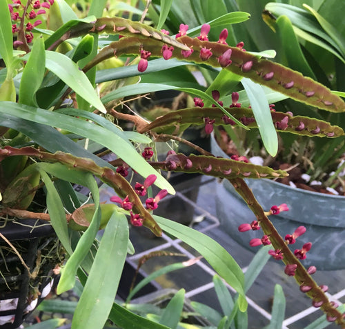 Bulbophyllum falcatum image 0