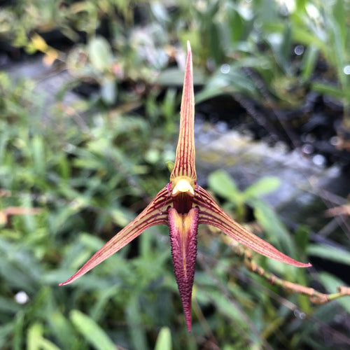 Bulbophyllum digoelense ‘Maku’u’ HCC/AOS image 0