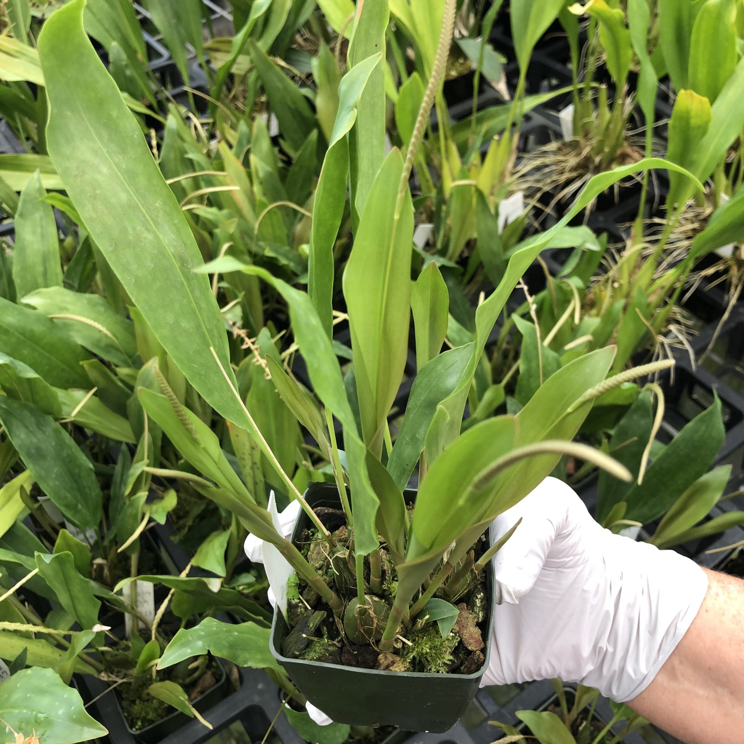 Dendrochilum bicallosum image 2