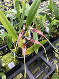Bulbophyllum biflorum ‘Lil’ CBR/AOS image 0