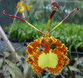 Oncidium Mendenhall 'Hildos'  FCC/AOS aka Psychopsis image 0