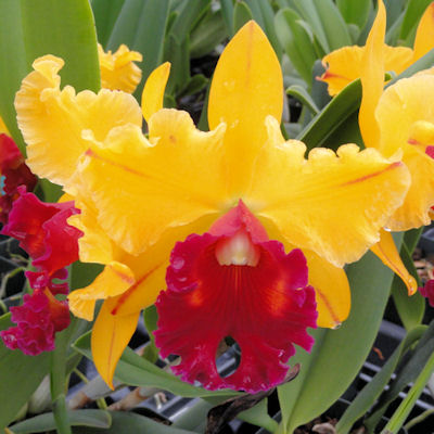 Blc Tainan Gold 'Canary' AM/AOS – Kaleialoha Orchid Farm Inc.