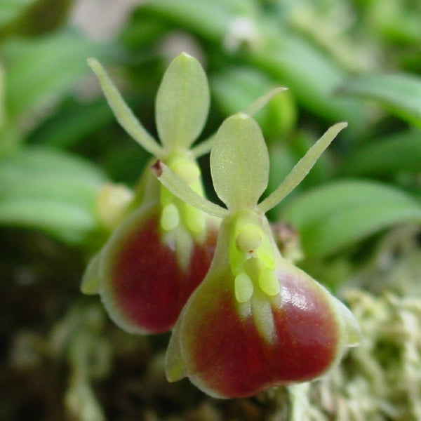 Epidendrum peperomia (porpax) image 0