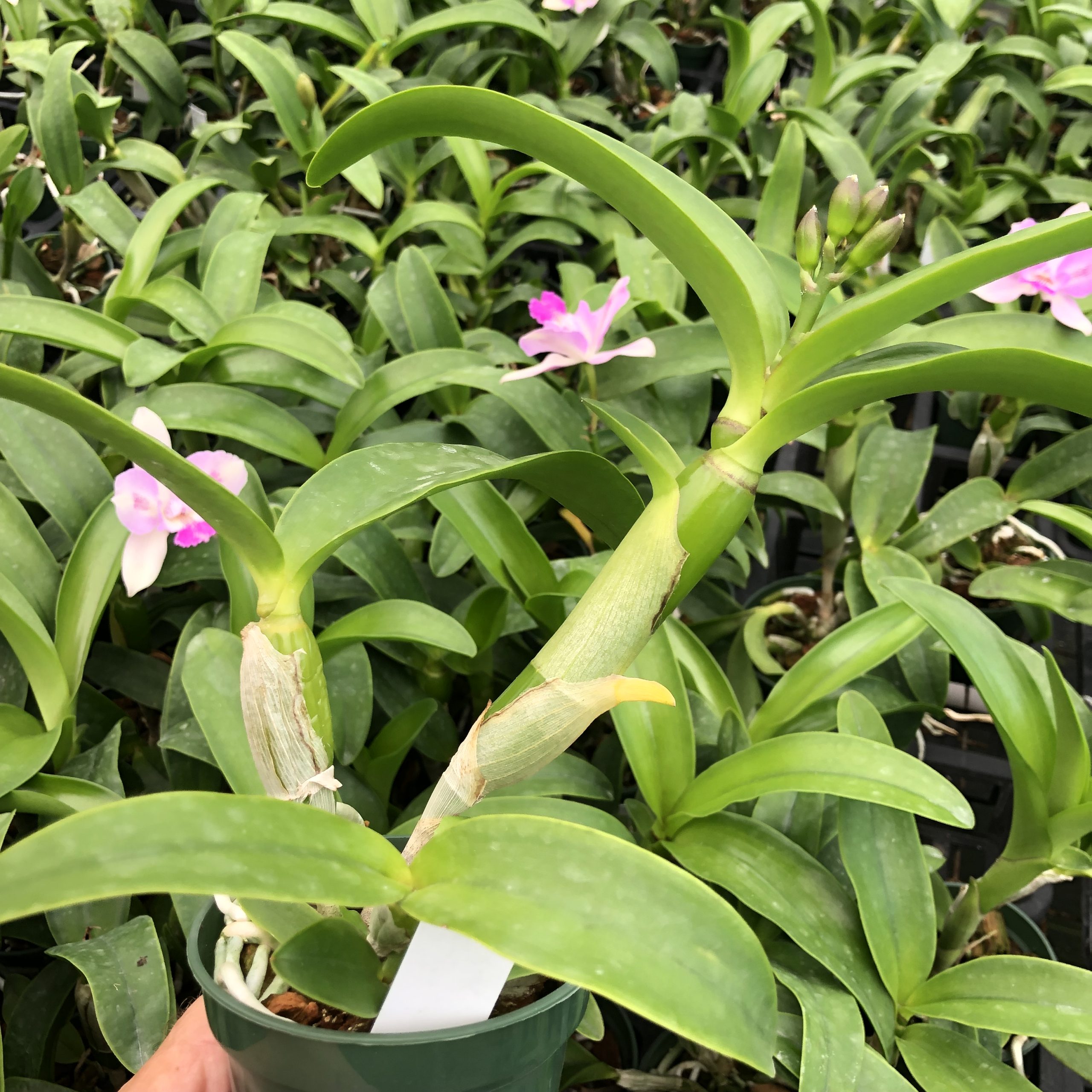 Caulocattleya Ethel’s Paradise “Kaleialoha” image 1