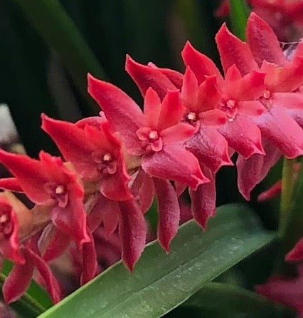 Dendrochilum wenzelii ‘Red’ image 0