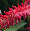 Dendrochilum wenzelii ‘Red’ image 0