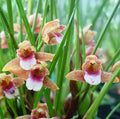 Maxillaria sanguinea image 0