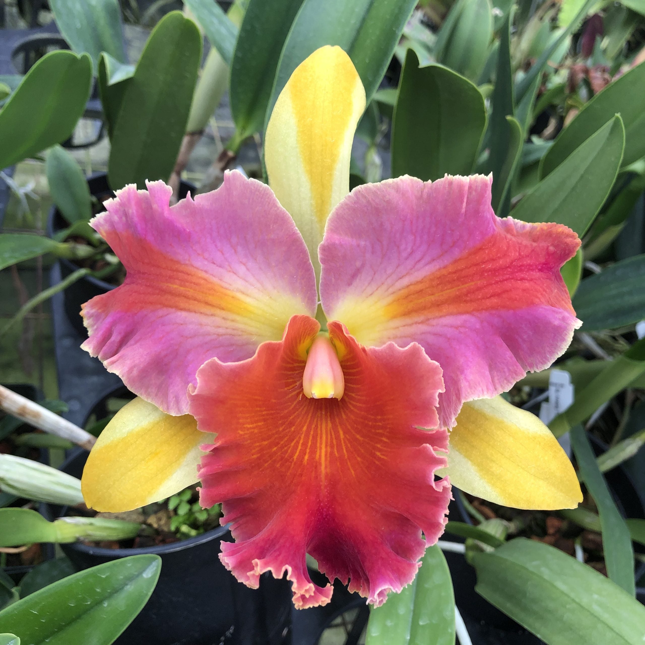 Rlc Amazing Thailand – Kaleialoha Orchid Farm Inc.