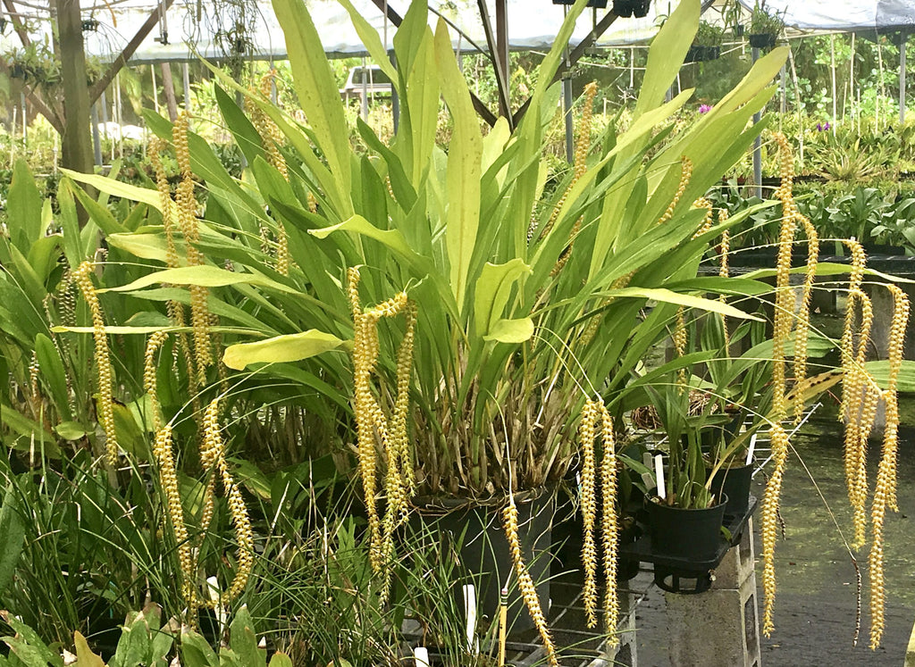 Dendrochilum magnum image 1