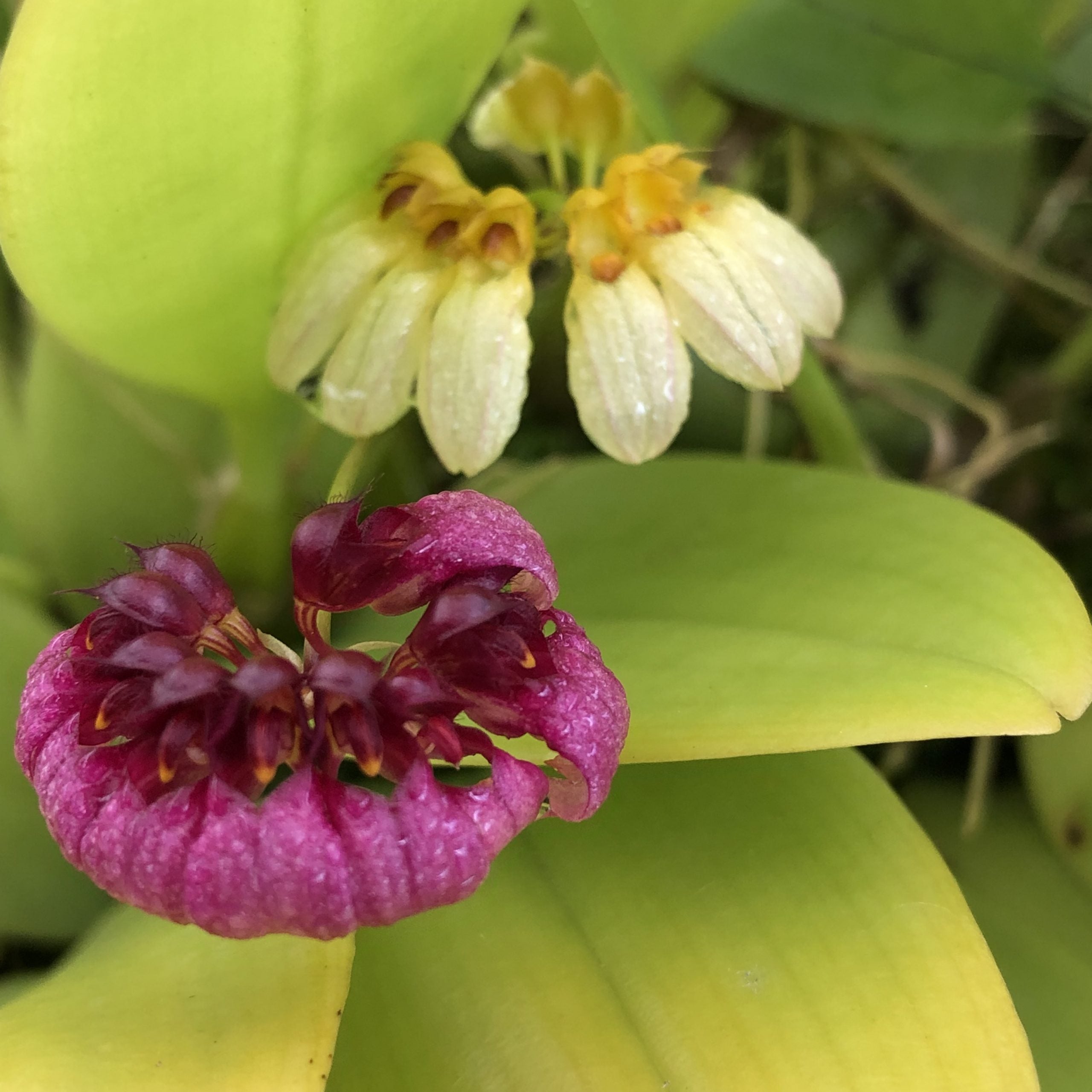 Bulbophyllum corolliferum image 0
