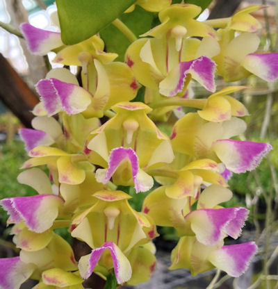 Aerides houlletiana image 0