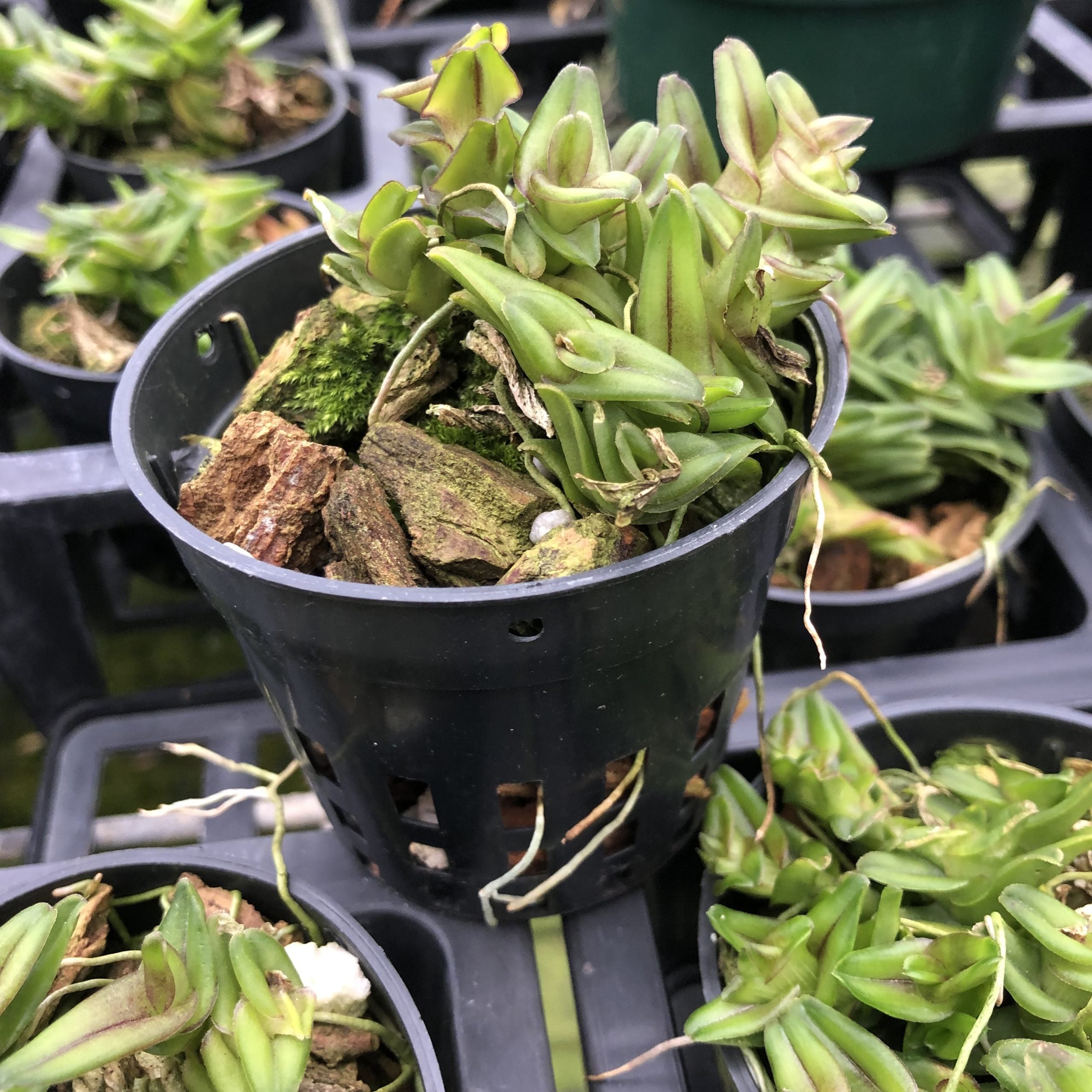 Epidendrum schlechterianum image 1