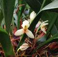 Maxillaria hedwigiae image 0