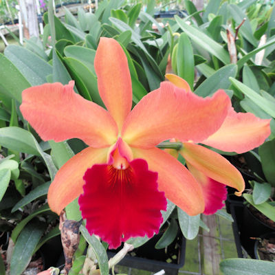 Slc. George Hausermann 'Carl' HCC/AOS image 0