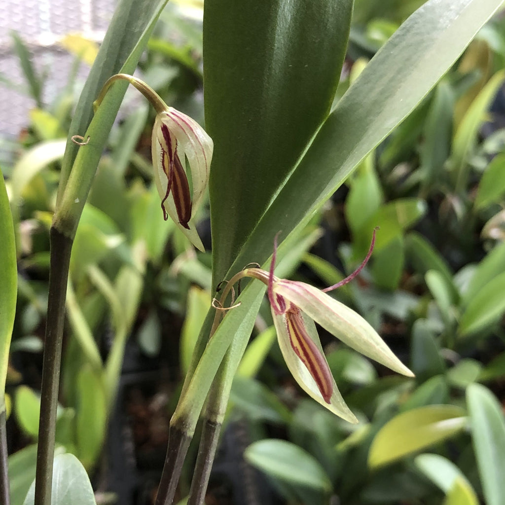 Lindleyalis hemirhoda image 0