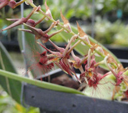 Bulbophyllum barbigerum 'Elizabeth' image 0