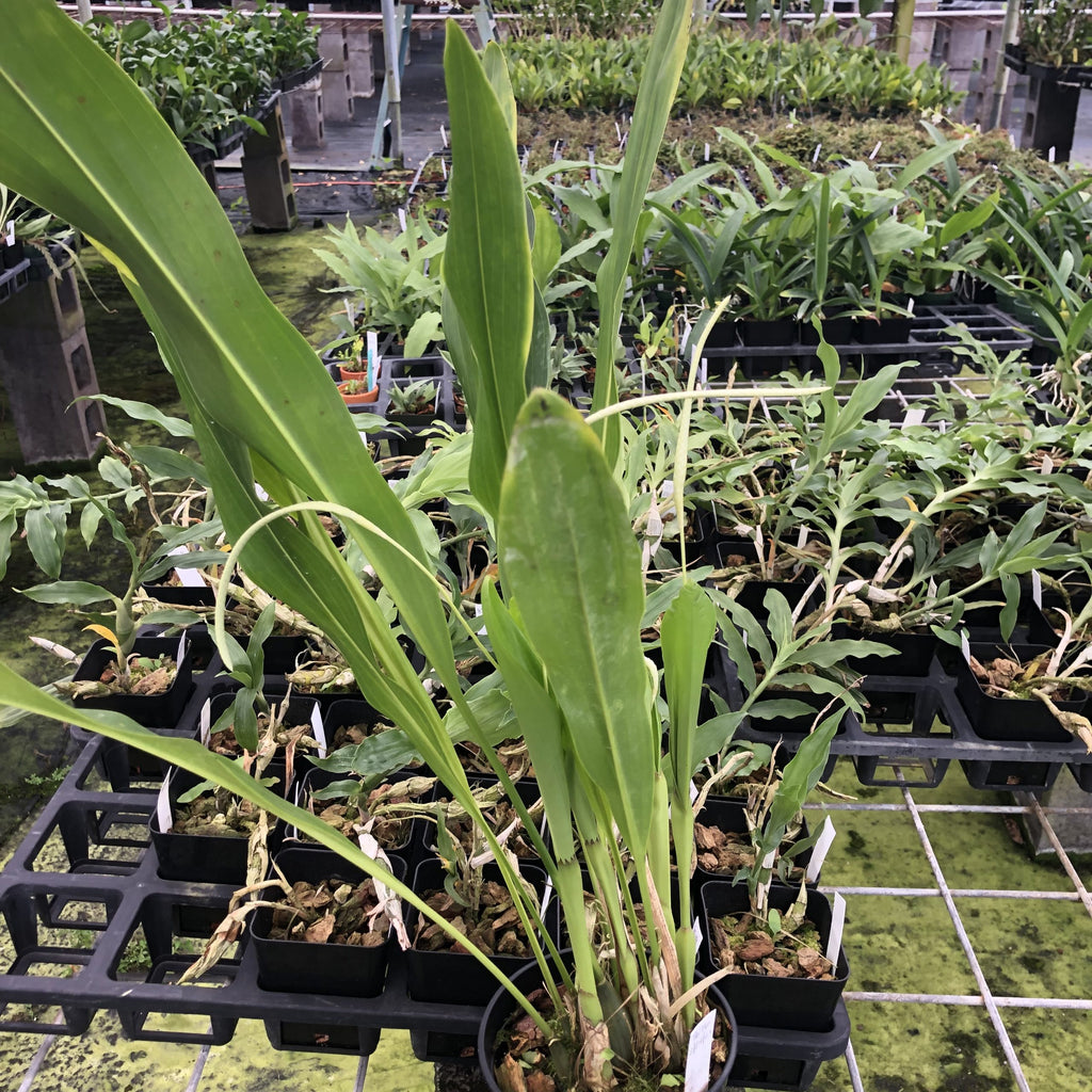 Dendrochilum magnum image 3