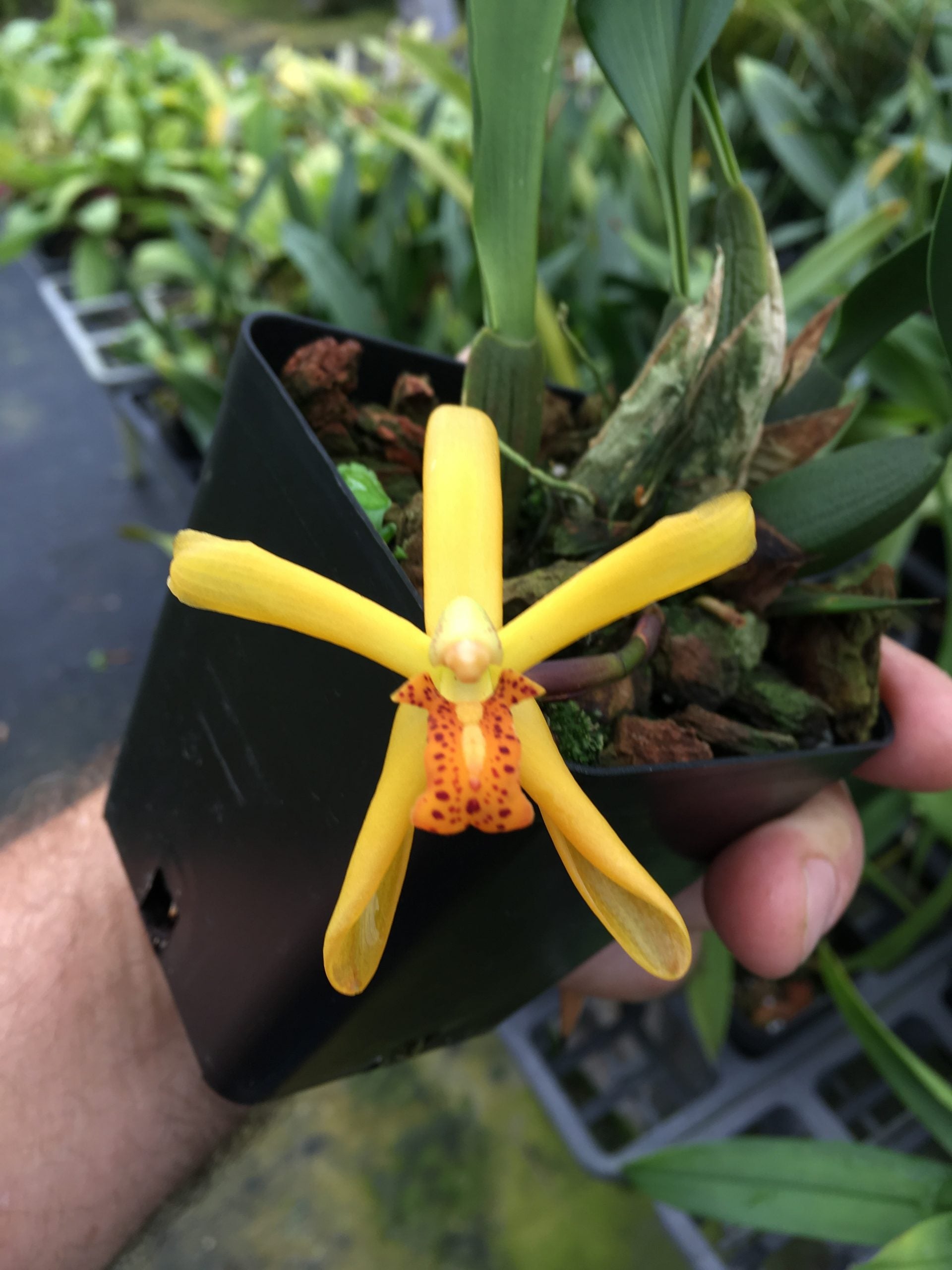 Maxillaria rufescens image 0