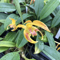 Bulbophyllum lobbii ‘Kathy's Gold’ AM/AOS image 0